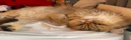Persian cats for sale: Beautiful fluffy Persian kittens, PKD clear - Advert 6