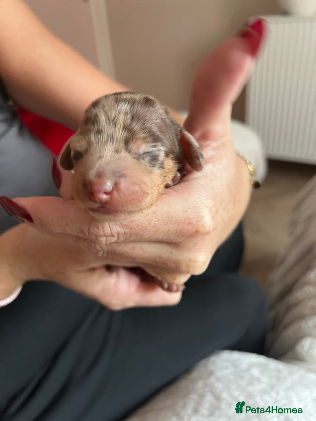 Miniature Dachshund dogs for sale: Beautiful litter of miniature dachshund  - Advert 9