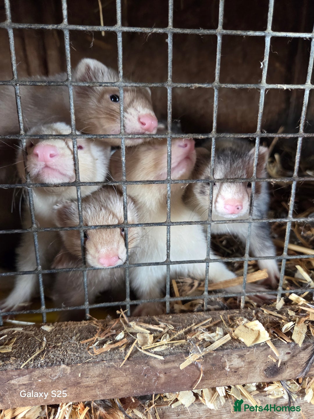 Ferret rodents for sale: 9 Ferrets for sale - Image 7