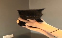 British Shorthair cats for sale: STUNNING AND LOVING BSH x DSH KITTENS - Image 15