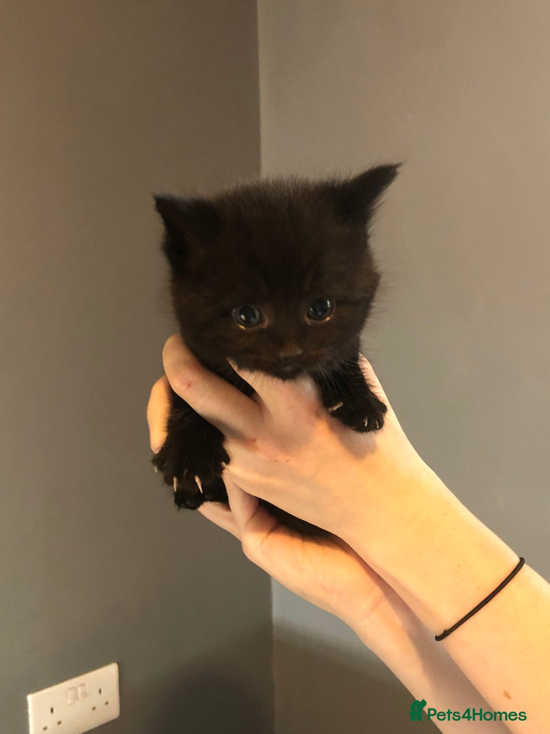 British Shorthair cats for sale: STUNNING AND LOVING BSH x DSH KITTENS - Image 15
