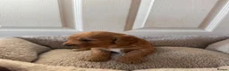 Cockapoo dogs for sale: Beautiful Cockapoo Puppies  - Advert 11