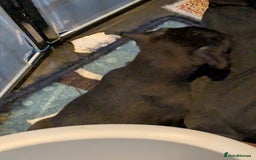 Mixed Breed dogs for sale: F1 jackcain  - Advert 5