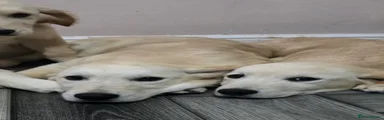 Golden Retriever 1