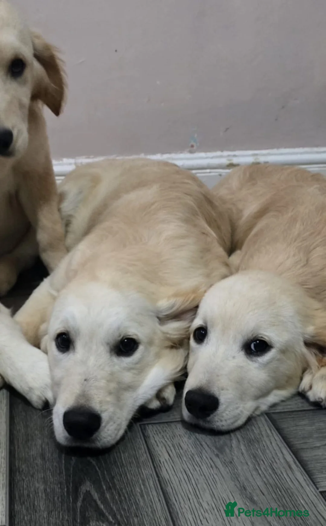 Golden Retriever dogs for sale: Golden retriever pups looking for new home - Advert 5