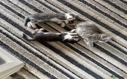 Mixed Breed cats for sale: Two lovely boys - Image 10
