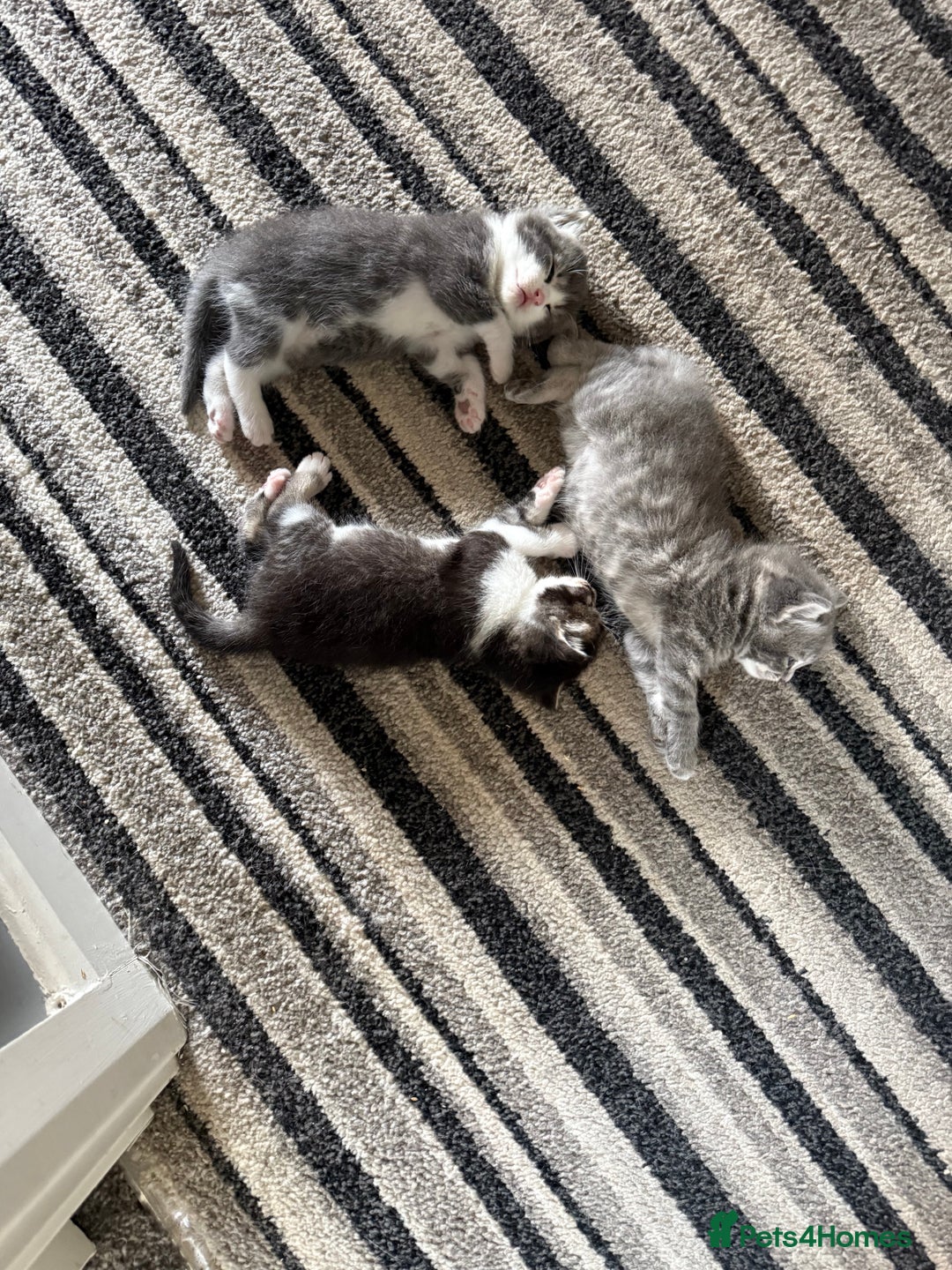 Mixed Breed cats for sale: Two lovely boys - Image 10