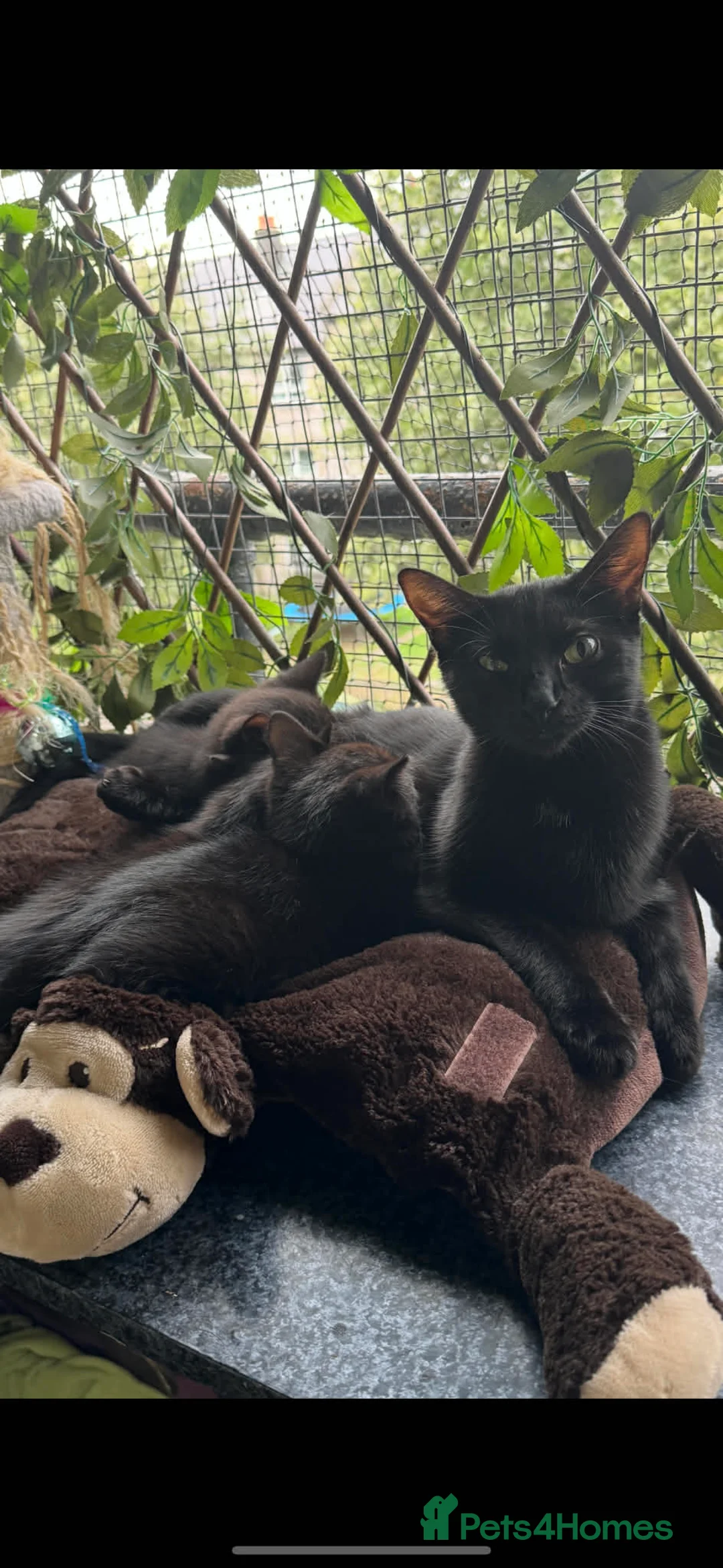 European cats for sale: 3 Gentle Kitten and 1 Old Cat Boy 50£ - Advert 8