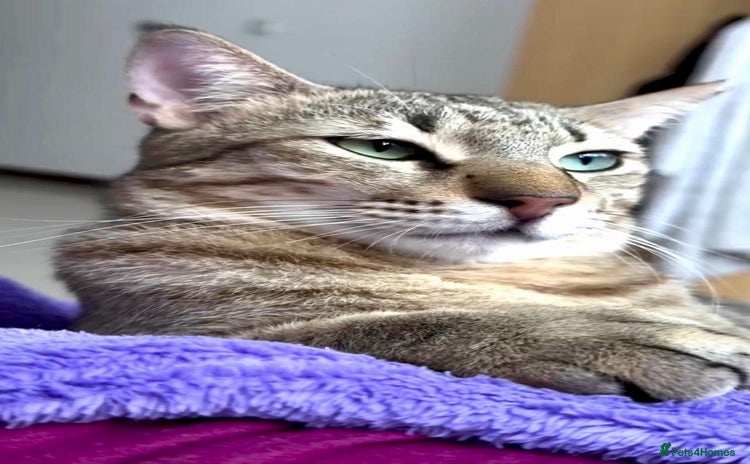Arabian Mau cats - Advert 1