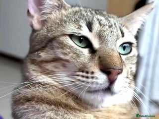 Arabian Mau cats - Advert 1