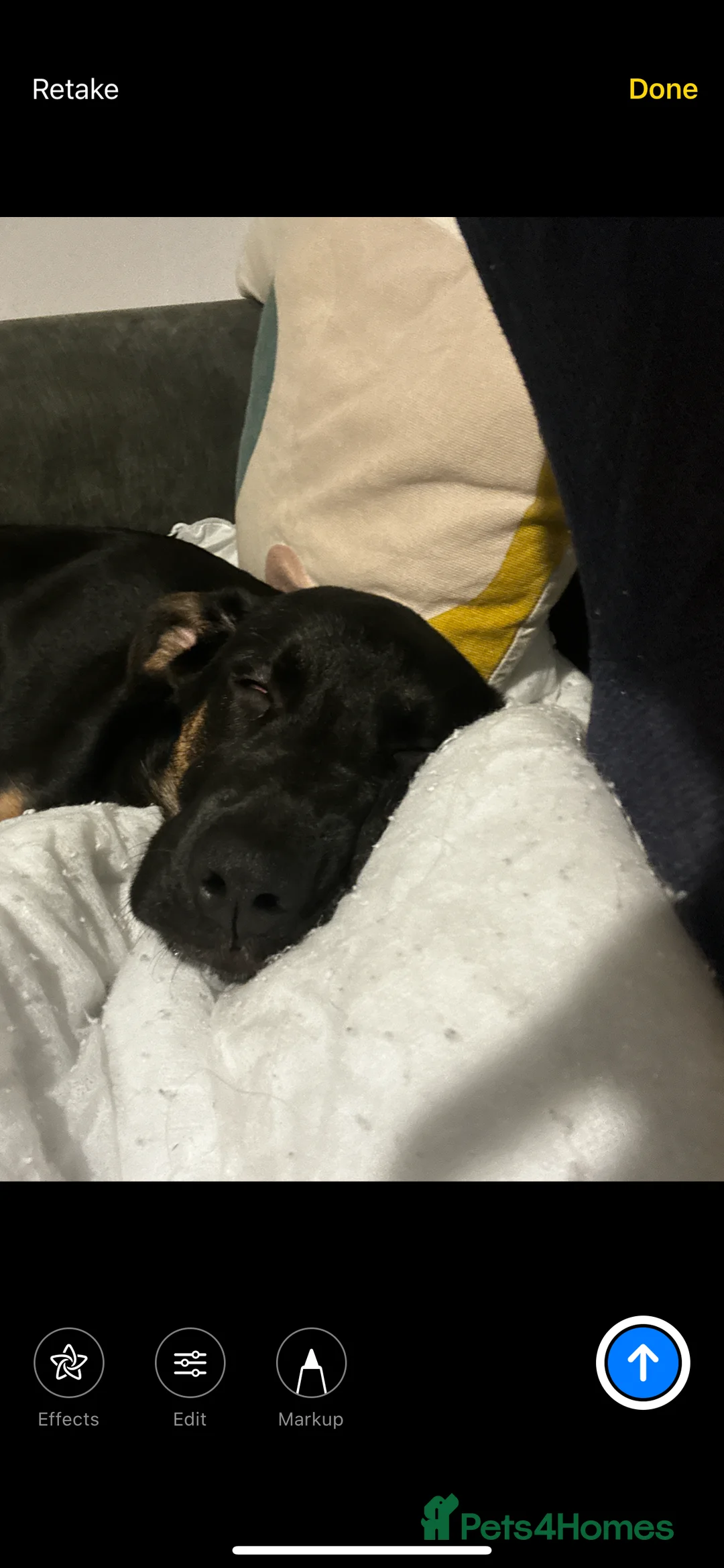 Mixed Breed dogs for sale: German shepherd mix  - Advert 5