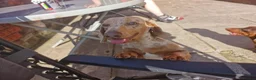 Chiweenie dogs for sale: Chiweenie boys - Advert 2