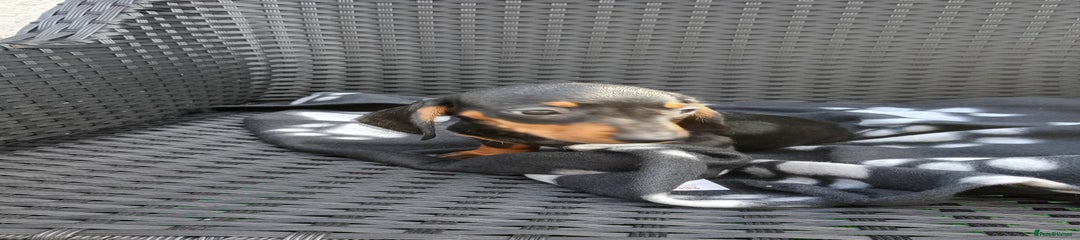 Dachshund Puppy 6