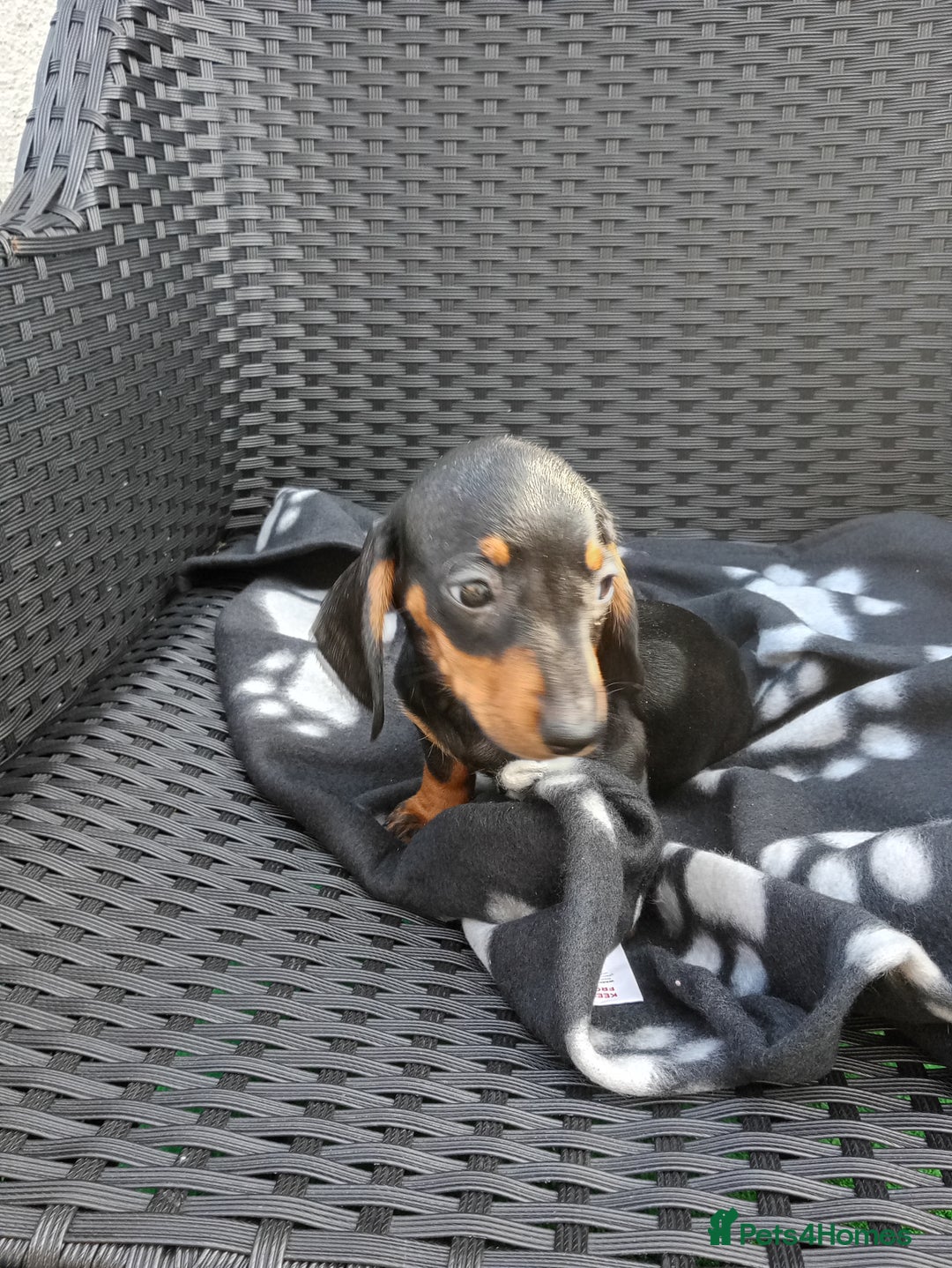 Dachshund dogs for sale: Beautiful litter dachshunds - Image 6