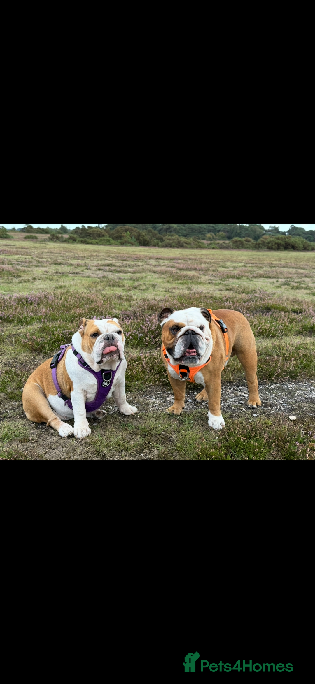 English Bulldog dogs for sale: Red&White KC Registered English Bulldog puppies  - Advert 2