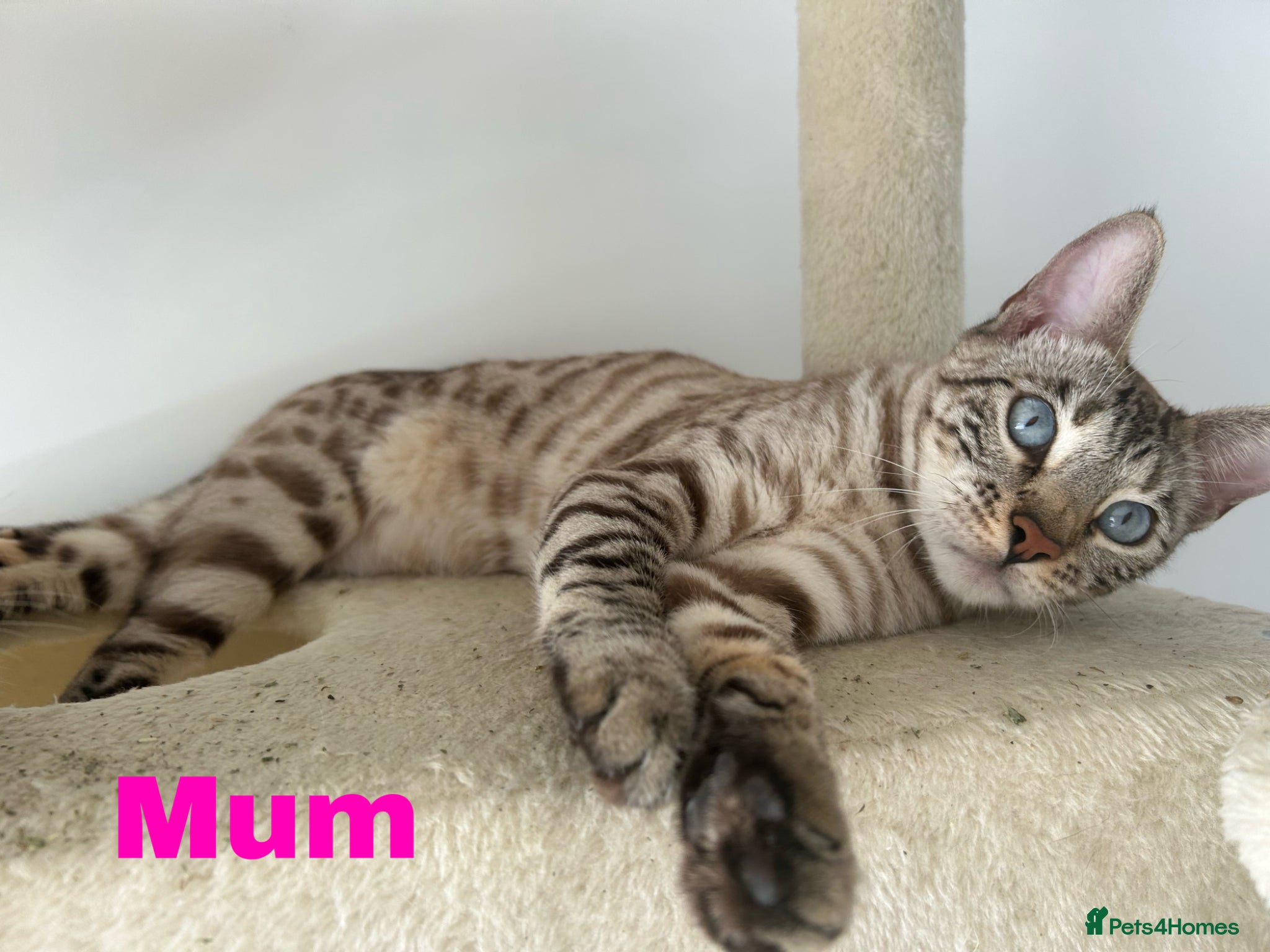 Bengal cats for sale: Snow bengal pure breed kittens  - Advert 3