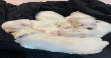 Maltese dogs - Advert 9