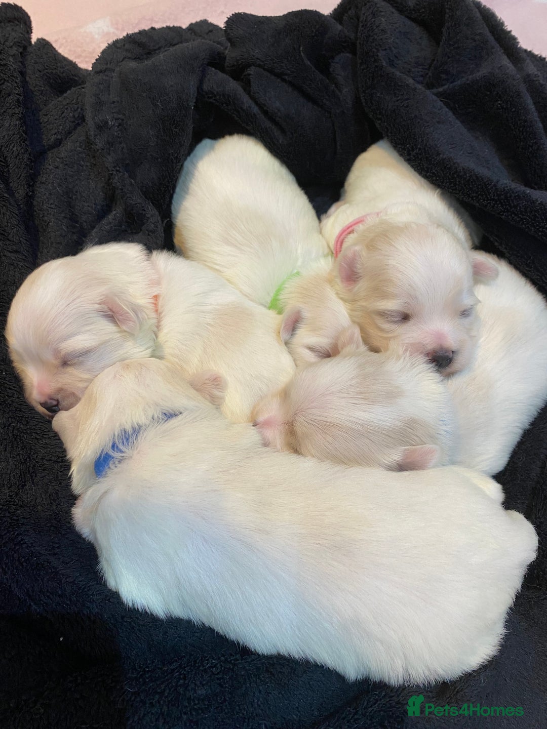 Maltese dogs for sale: Gorgeous pure white Maltese puppies! - Image 2