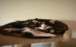 Oriental cats for sale: Adorable kittens ready to go - Image 3