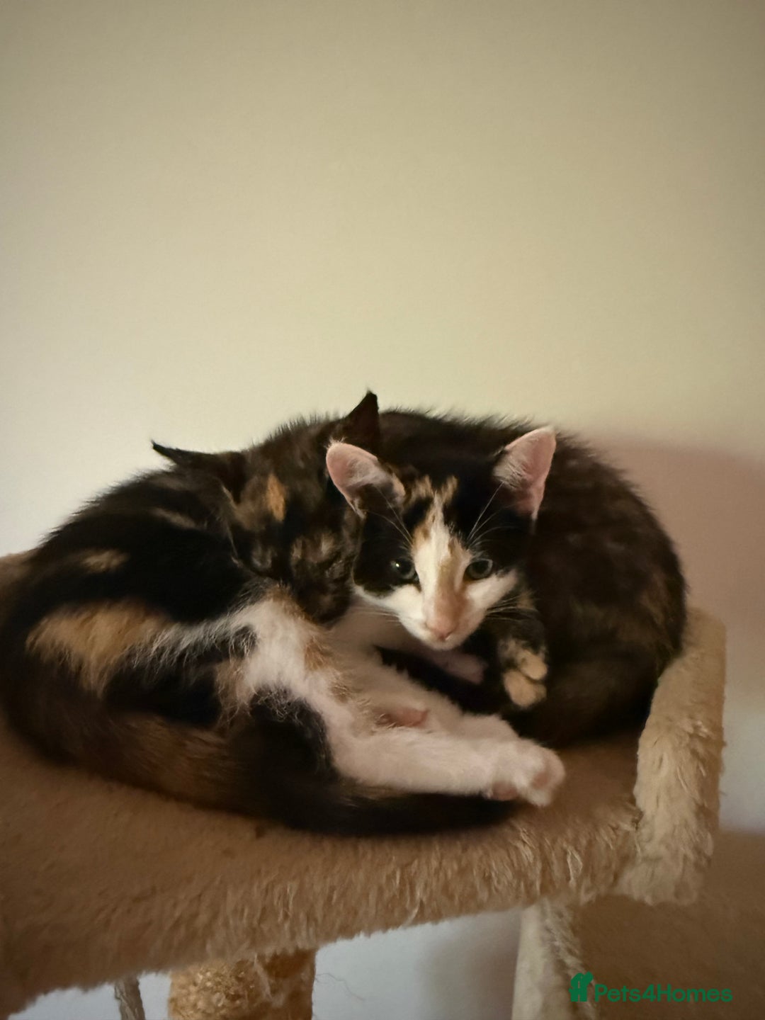 Oriental cats for sale: Adorable kittens ready to go - Image 3