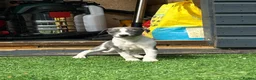 Whippet dogs for sale: Whipets Puppies - Advert 8