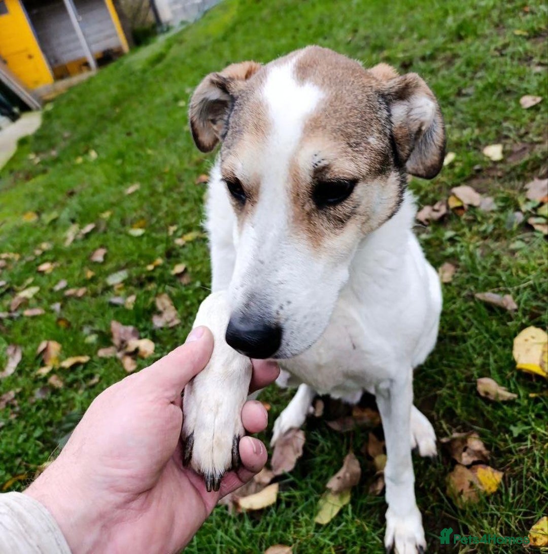 Mixed Breed dogs for adoption: LUNJA  - Advert 1