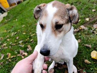 Mixed Breed dogs LUNJA - Advert 1