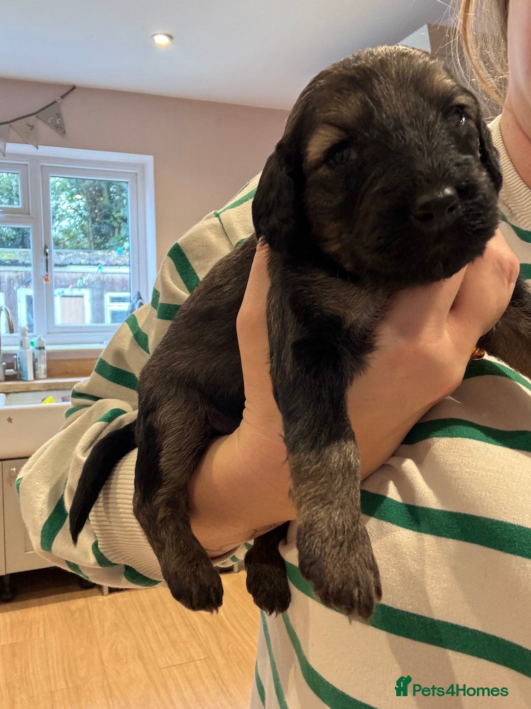 Schnoodle dogs for sale: Gorgeous schnoodle puppies  - Image 3