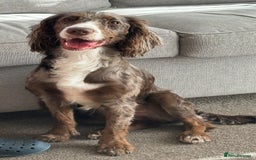 Cocker Spaniel dogs for sale: 1 Gorgeous Girl Cocker Spaniels - Ready to leave - Image 10
