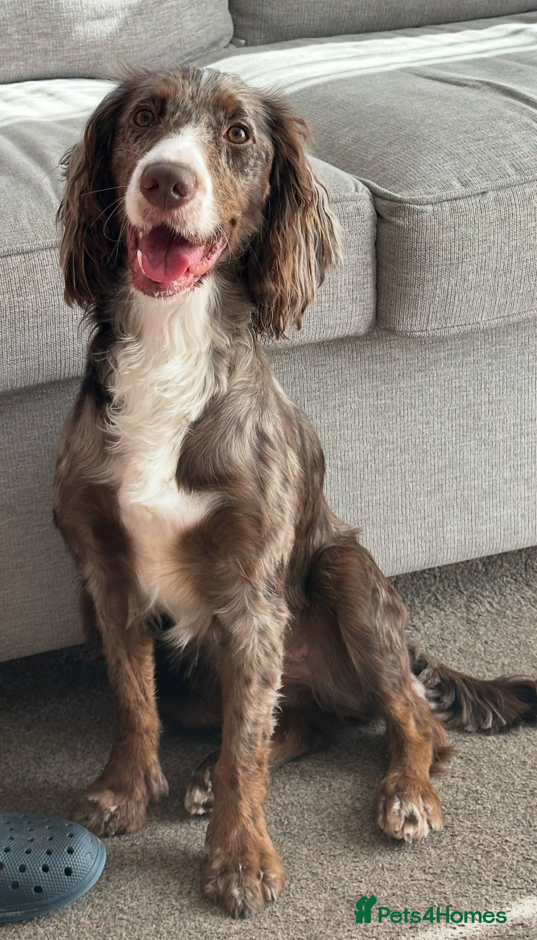 Cocker Spaniel dogs for sale: 1 Gorgeous Girl Cocker Spaniels - Ready to leave - Image 10