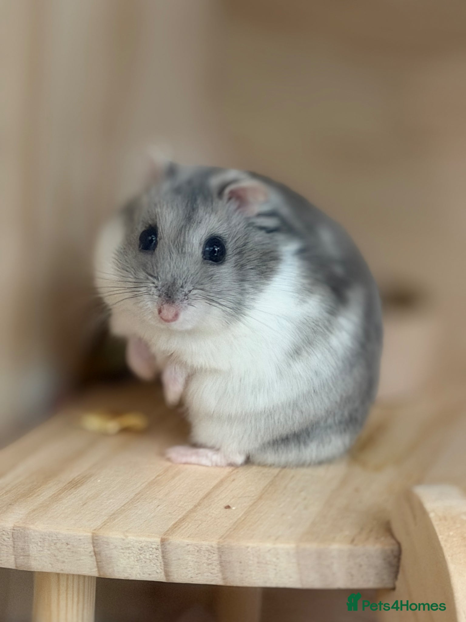 Hamster rodents Russian Dwarf Hamster  - Advert 13