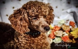 Cockapoo dogs for sale: Beautiful fox red cockapoo - Image 19