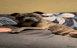 Staffordshire Bull Terrier dogs for sale: Kc Registered staff bull terrier blue  brindle  - Image 11
