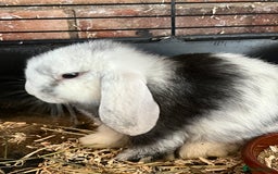 Mini Lop rabbits for sale: Mini Lop Baby Boys - Image 17
