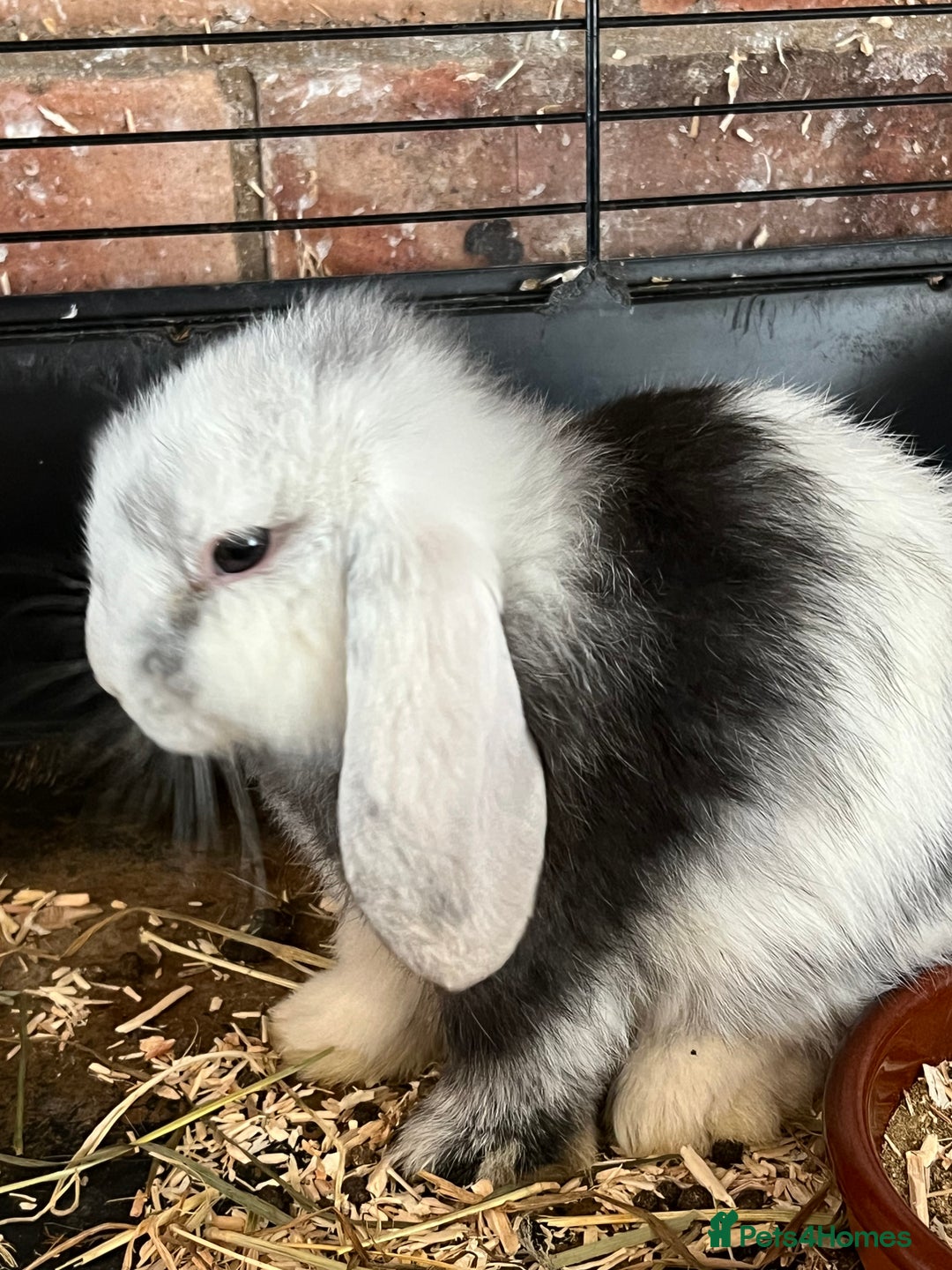 Mini Lop rabbits for sale: Mini Lop Baby Boys - Image 17