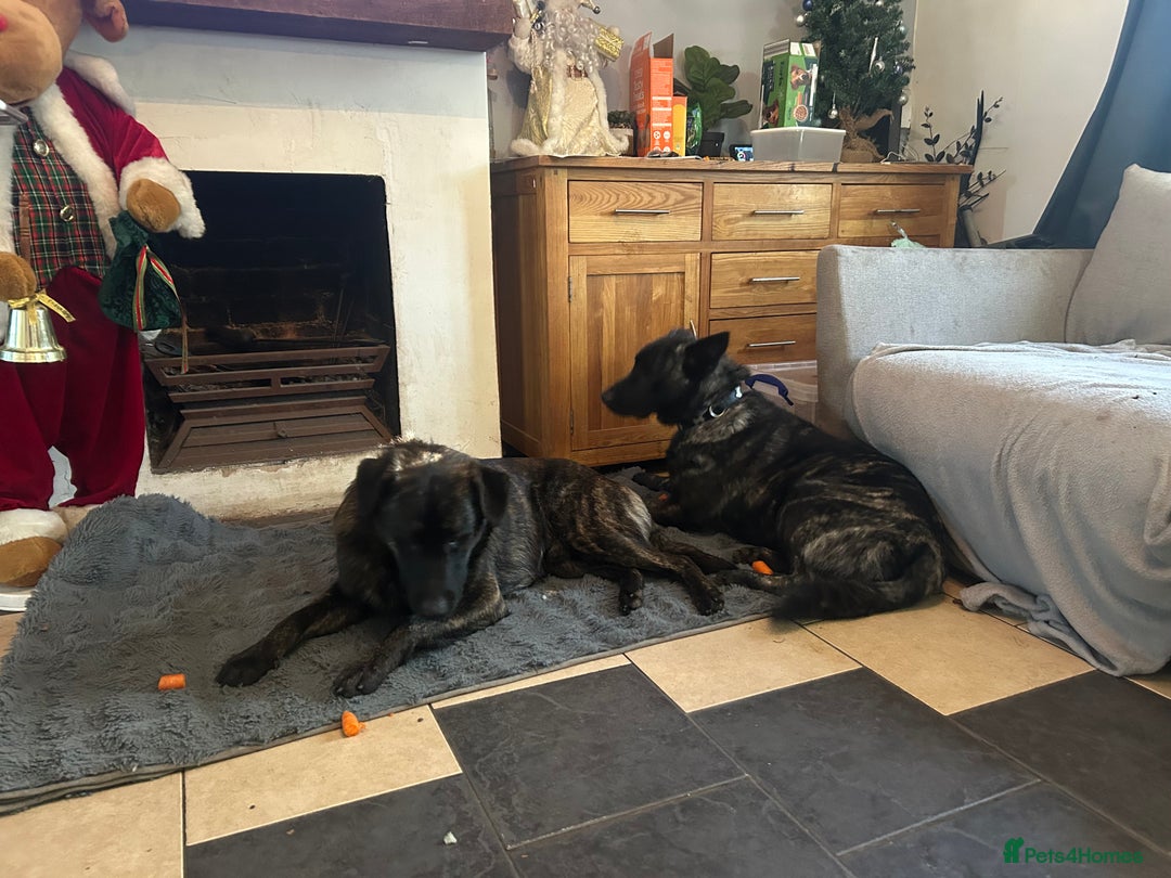 Mixed Breed dogs for sale: German shepherd x staff - Advert 5