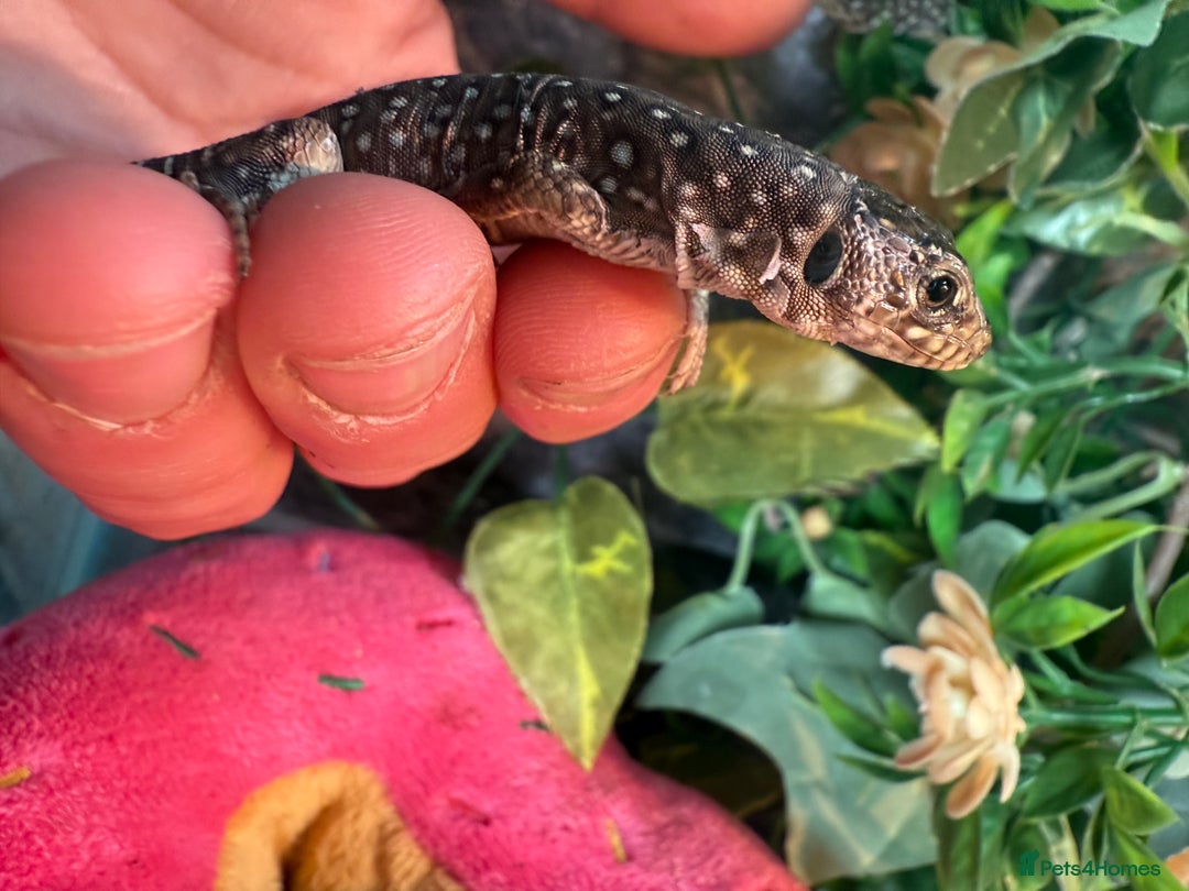 Lizard reptiles for sale: Free jewelled lacertas read description - Image 8