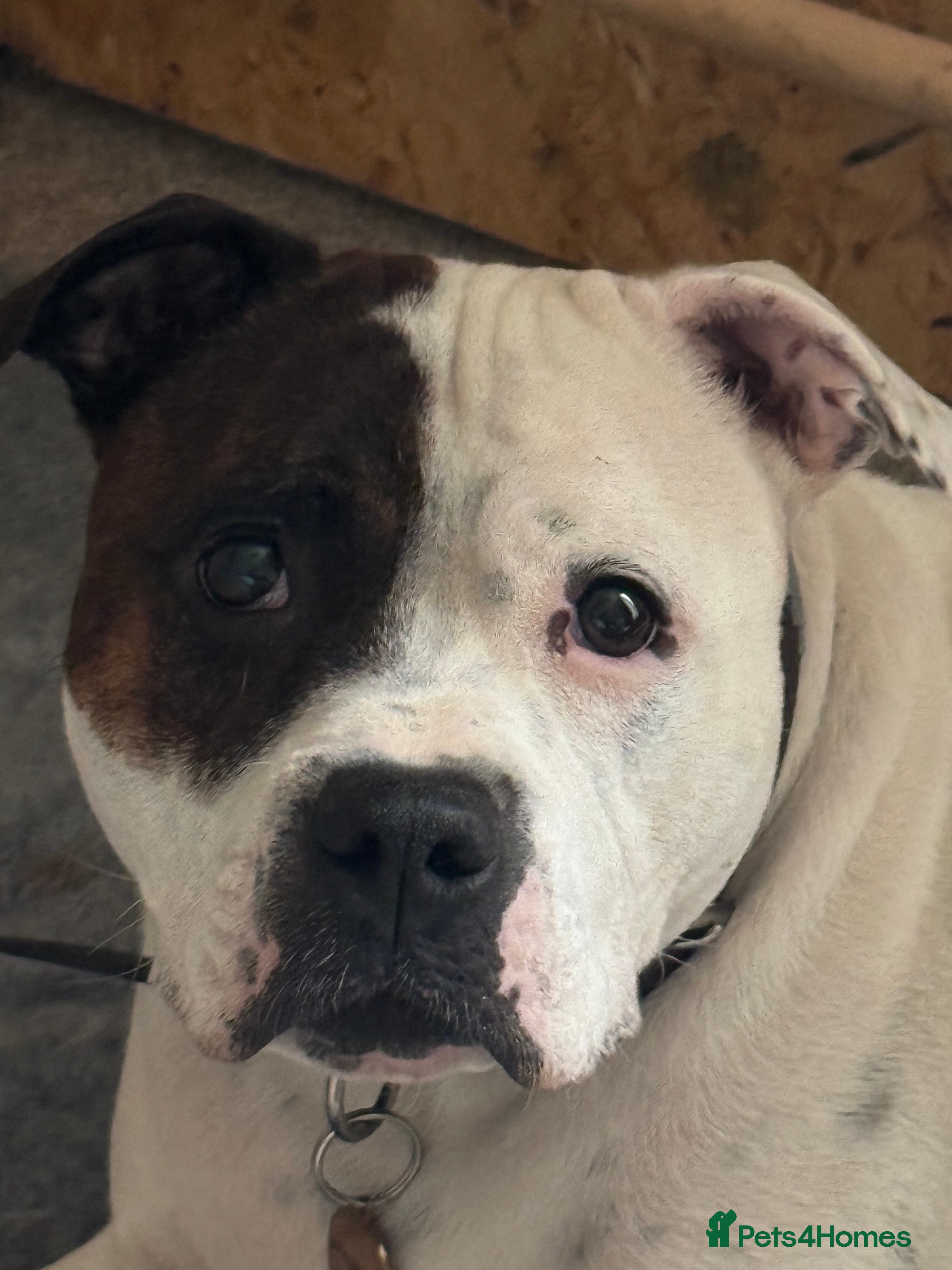 Staffordshire Bull Terrier dogs Staffordshire bull terrier puppies for sale Sale - Advert 16