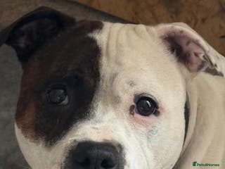 Staffordshire Bull Terrier dogs Staffordshire bull terrier puppies for sale Sale - Advert 2