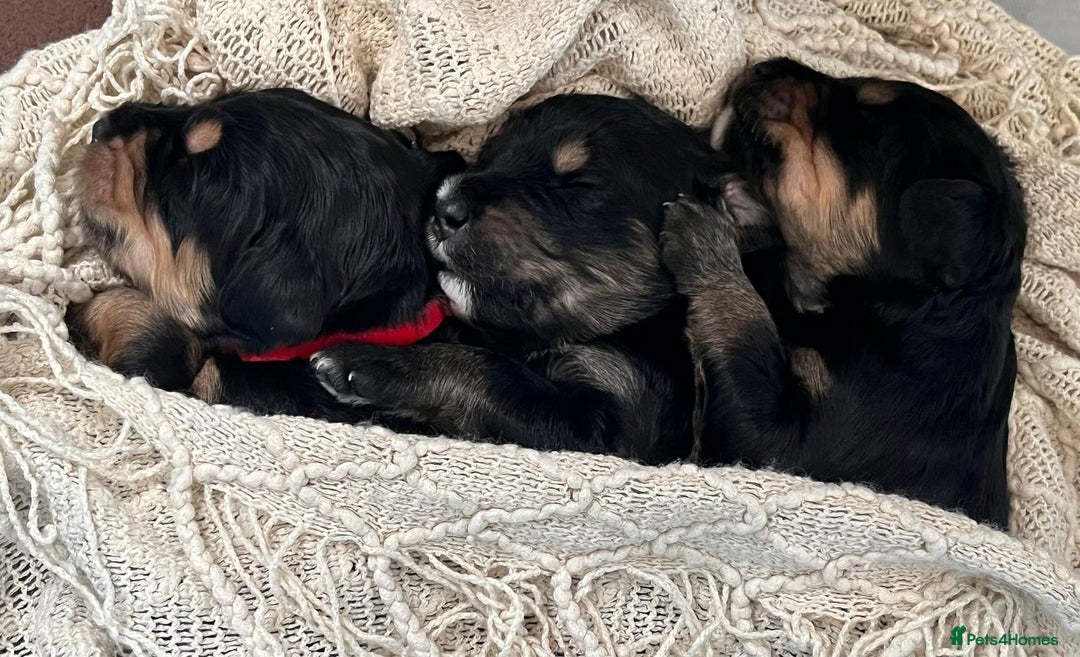 Bernedoodle dogs for sale: Exceptional F1 Bernedoodle Puppies - Advert 22