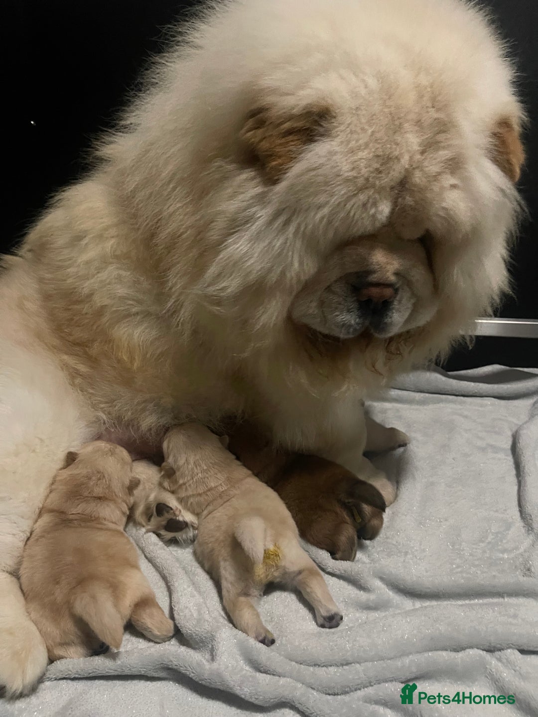 Chow Chow dogs for sale: 🧸🧸Beautiful litter of chow chow puppies🧸🧸 - Image 17
