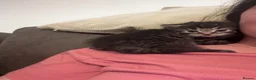 Mixed Breed cats for sale: Two adorable tabby kittens  - Advert 4