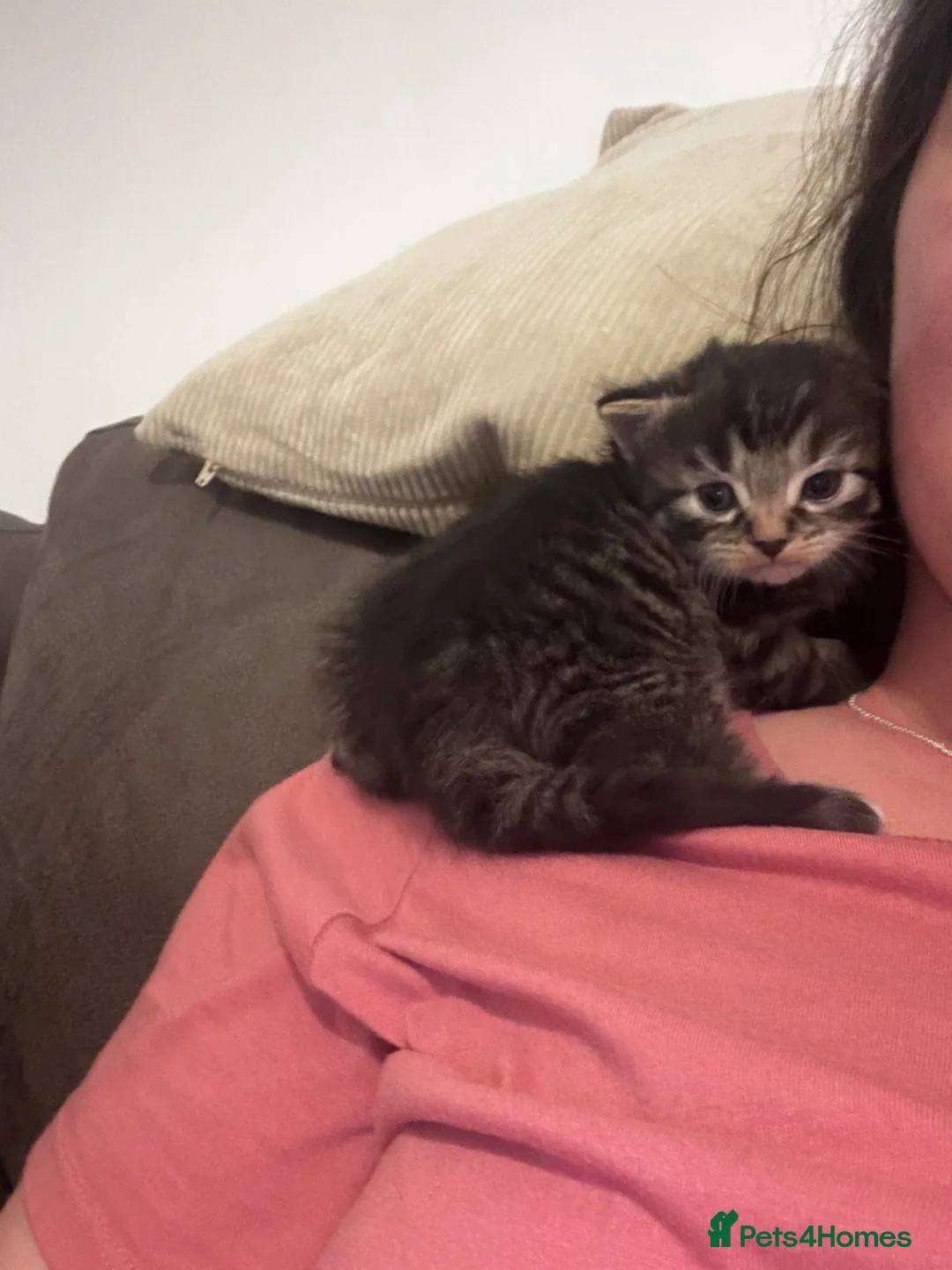 Mixed Breed cats for sale: Two adorable tabby kittens  - Advert 4