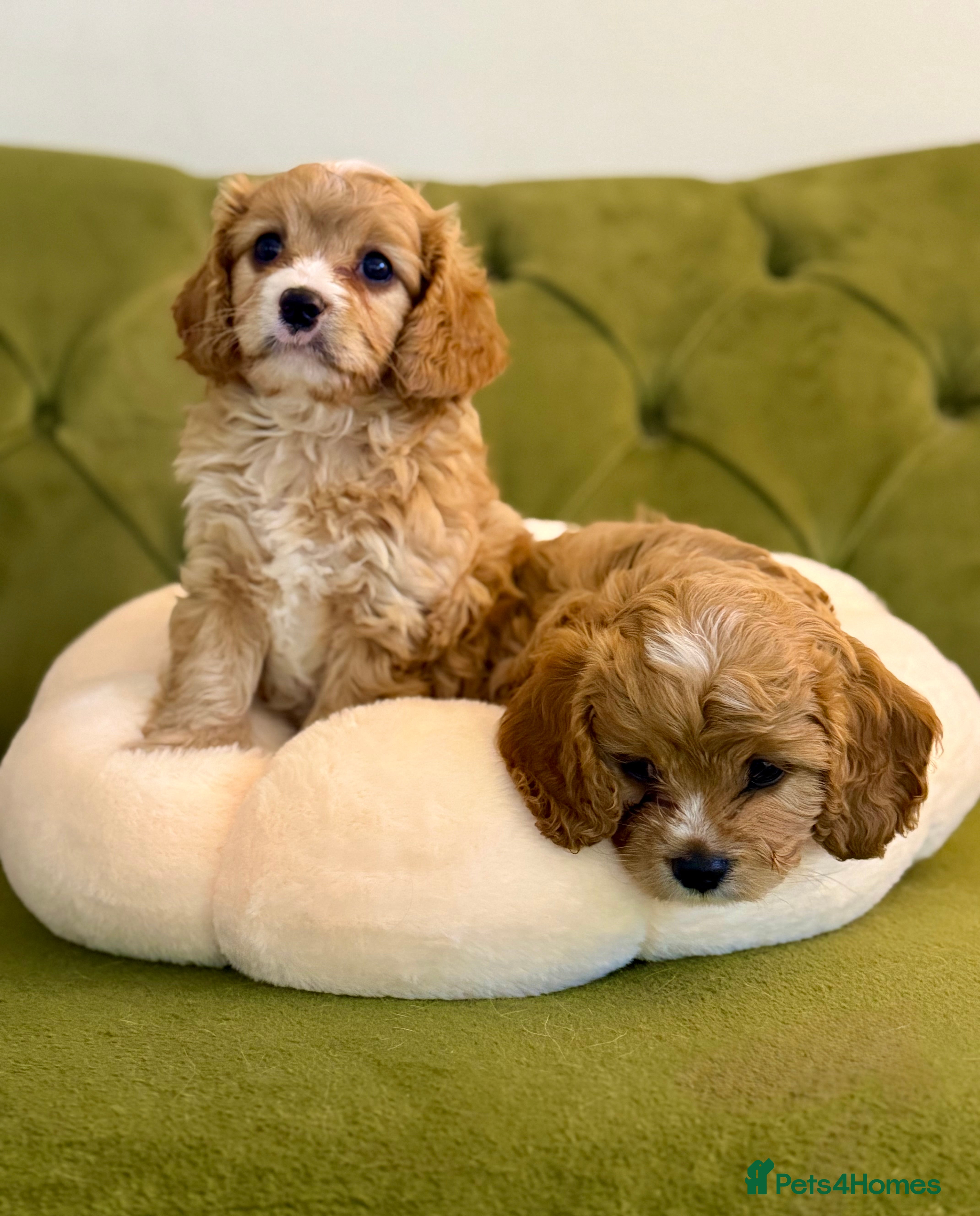 Cavapoo dogs Gorgeous Cavapoo F1 puppies (ONE AVAILABLE) - Advert 7