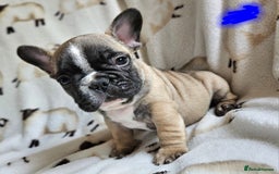 French Bulldog dogs for sale: 4 BEAUTIFUL french bulldog puppies from KC parents - Image 4