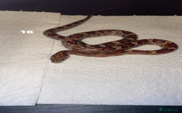 Corn Snake reptiles for sale: corn snakes needing good homes - Image 3