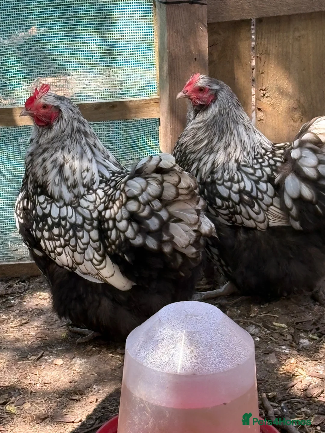 Chickens poultry for sale: Trio silver laced orpingtons lf very fertile  - Advert 2