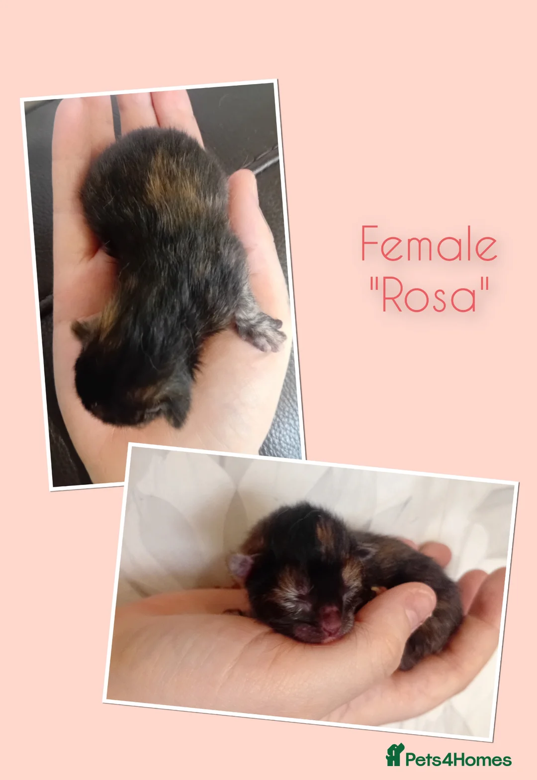 Mixed Breed cats for sale: 2 stunning little female for reservation  - Advert 3