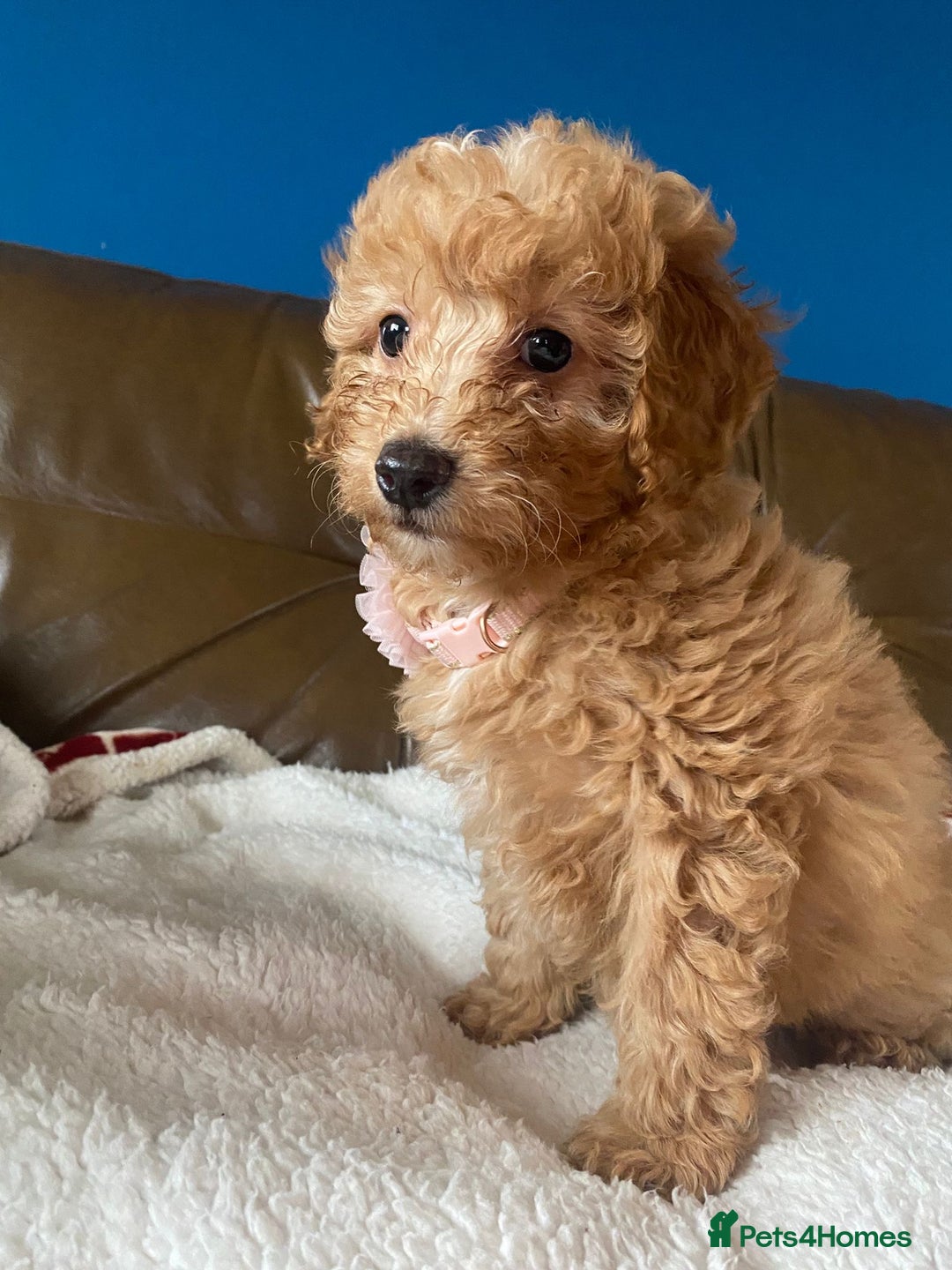 Cavapoo dogs for sale: Beautiful F2 cavapoo girls  - Advert 9