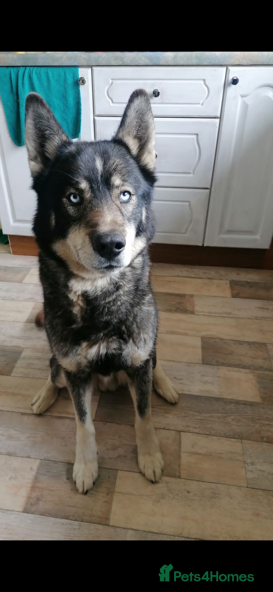 Mixed Breed dogs for sale: STUNNING LITTER SIBERIAN HUSKY x RED FOX LABRADOR - Advert 5